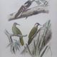 Poster - 19th century zoological engraving of birds - woodpeckers