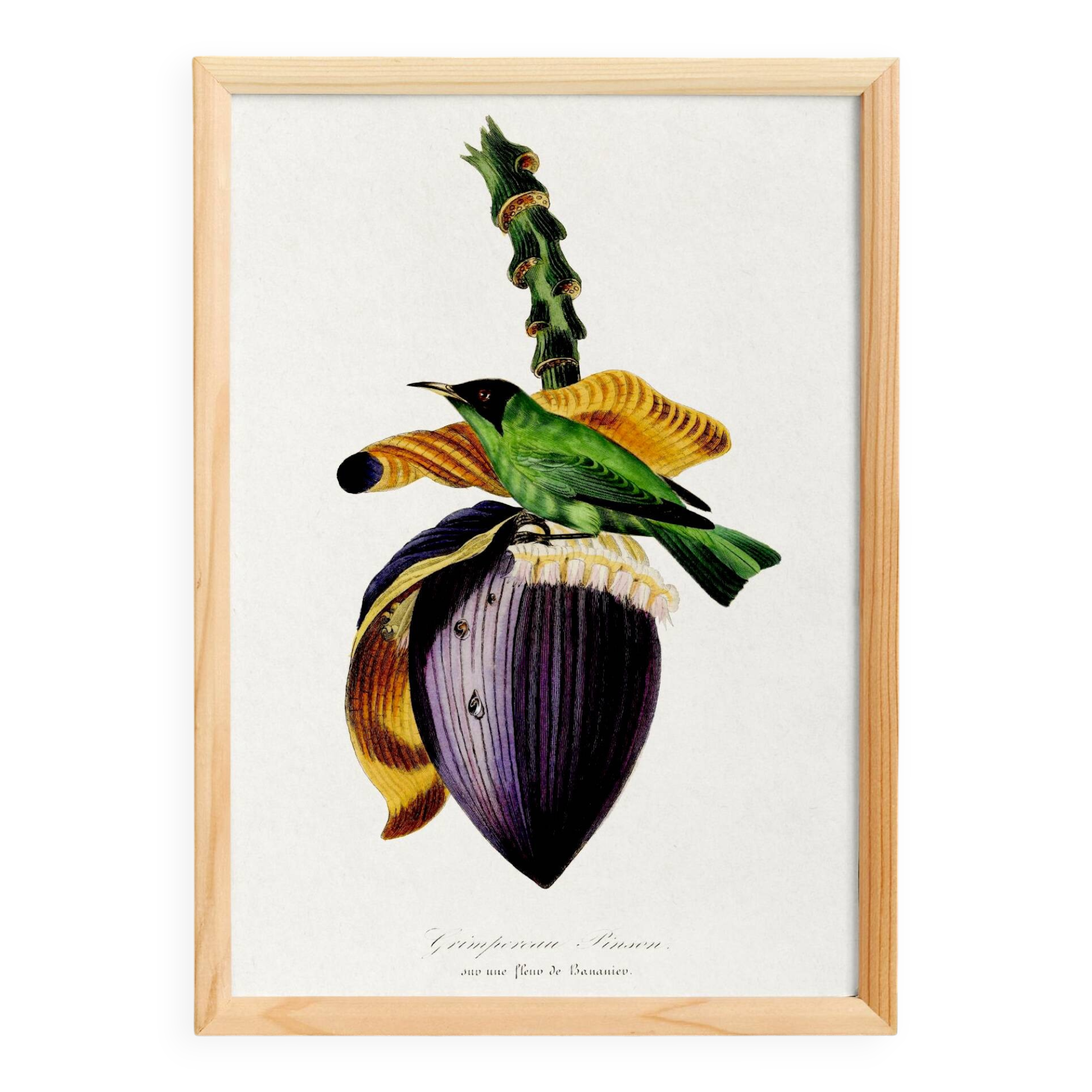 Poster about the banana flower, based on an old engraving from 1842.