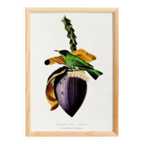 Poster about the banana flower, based on an old engraving from 1842.