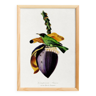Poster about the banana flower, based on an old engraving from 1842.