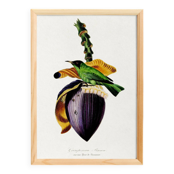 Poster about the banana flower, based on an old engraving from 1842.