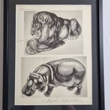 Illustrated plate, Studies of a lion and a hippopotamus, signed A. Margat, 1930