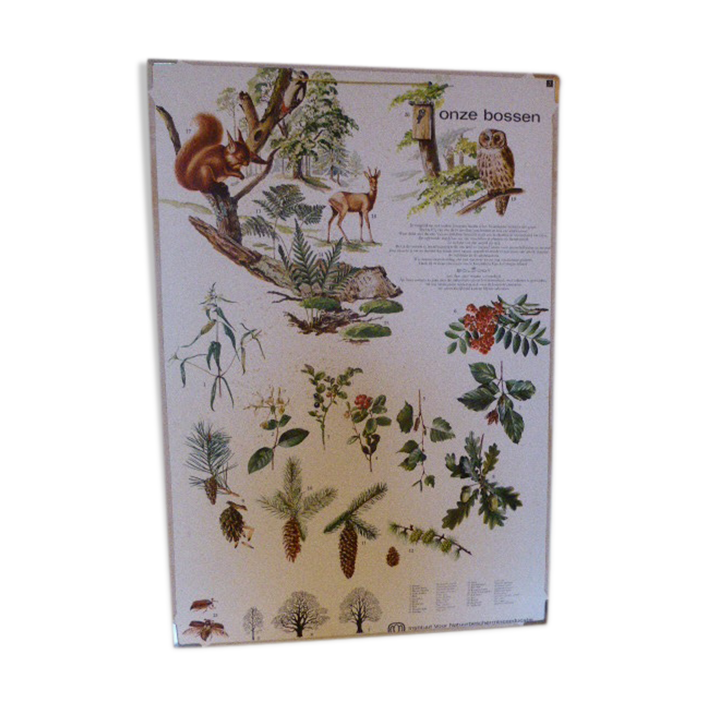School and pedagogical poster, old cardboard, Herbier Eleven Bossen, vintage