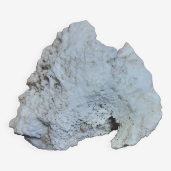 White coral