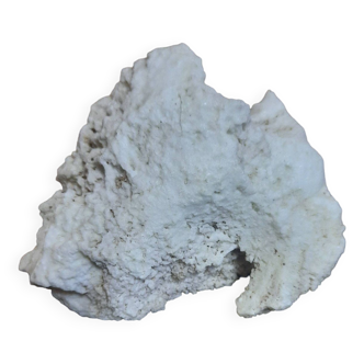 White coral