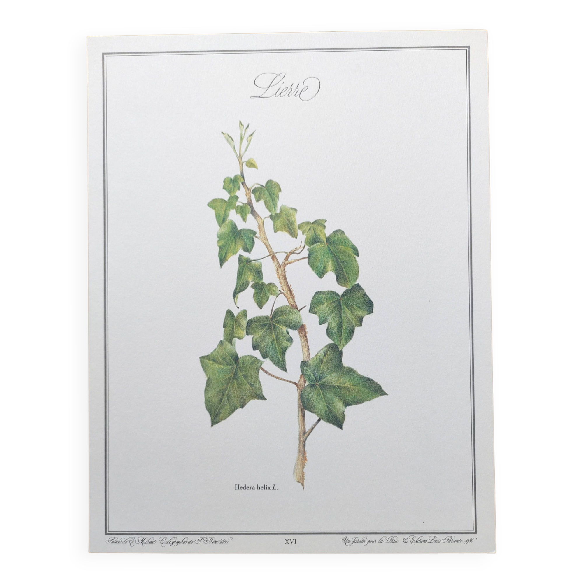 Planche botanique -Lierre- Illustration de plantes médicinales
