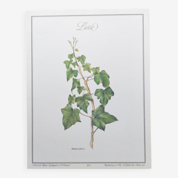 Planche botanique -Lierre- Illustration de plantes médicinales