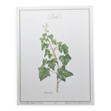 Botanical board -Ivy- Illustration of medicinal plants