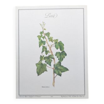 Botanical board -Ivy- Illustration of medicinal plants