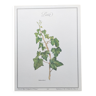 Botanical board -Ivy- Illustration of medicinal plants