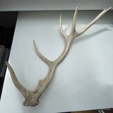 Taxidermie en bois de cerf