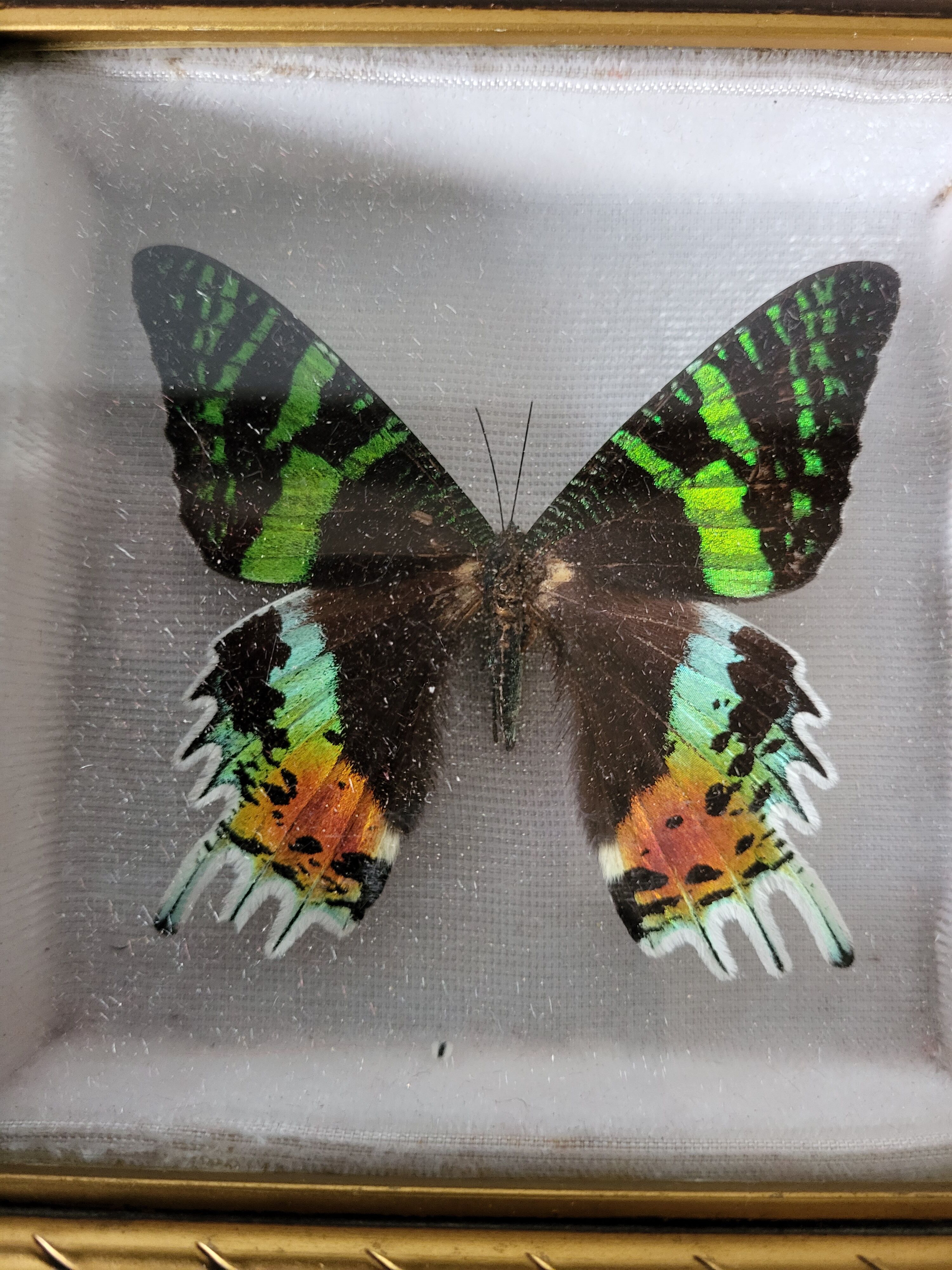 Naturalized butterfly framed