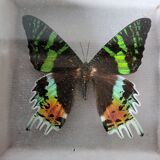 Naturalized butterfly framed