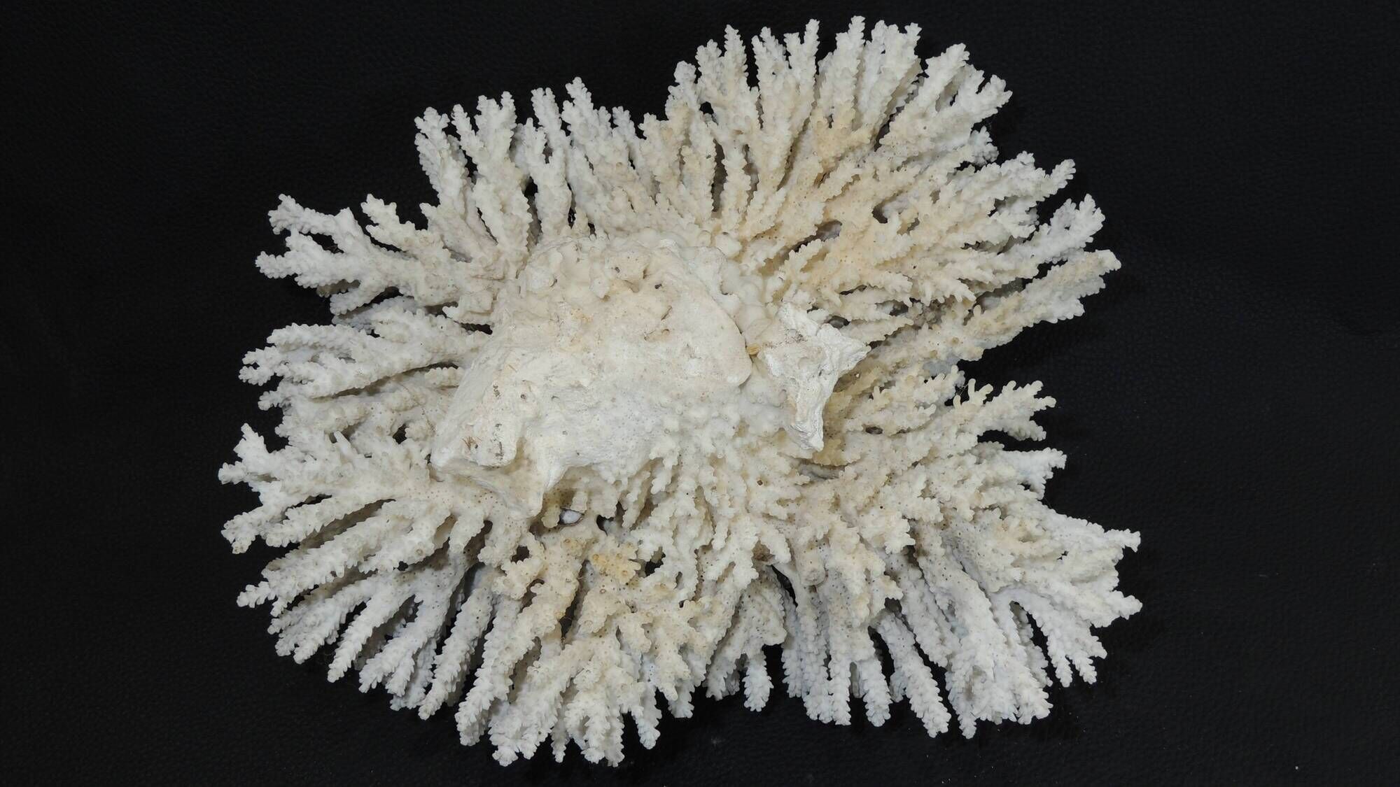 Large white sea coral