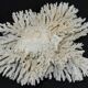 Large white sea coral