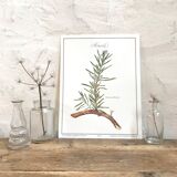 Botanical plank the rosemary
