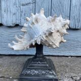 Coquillage sur socle en métal