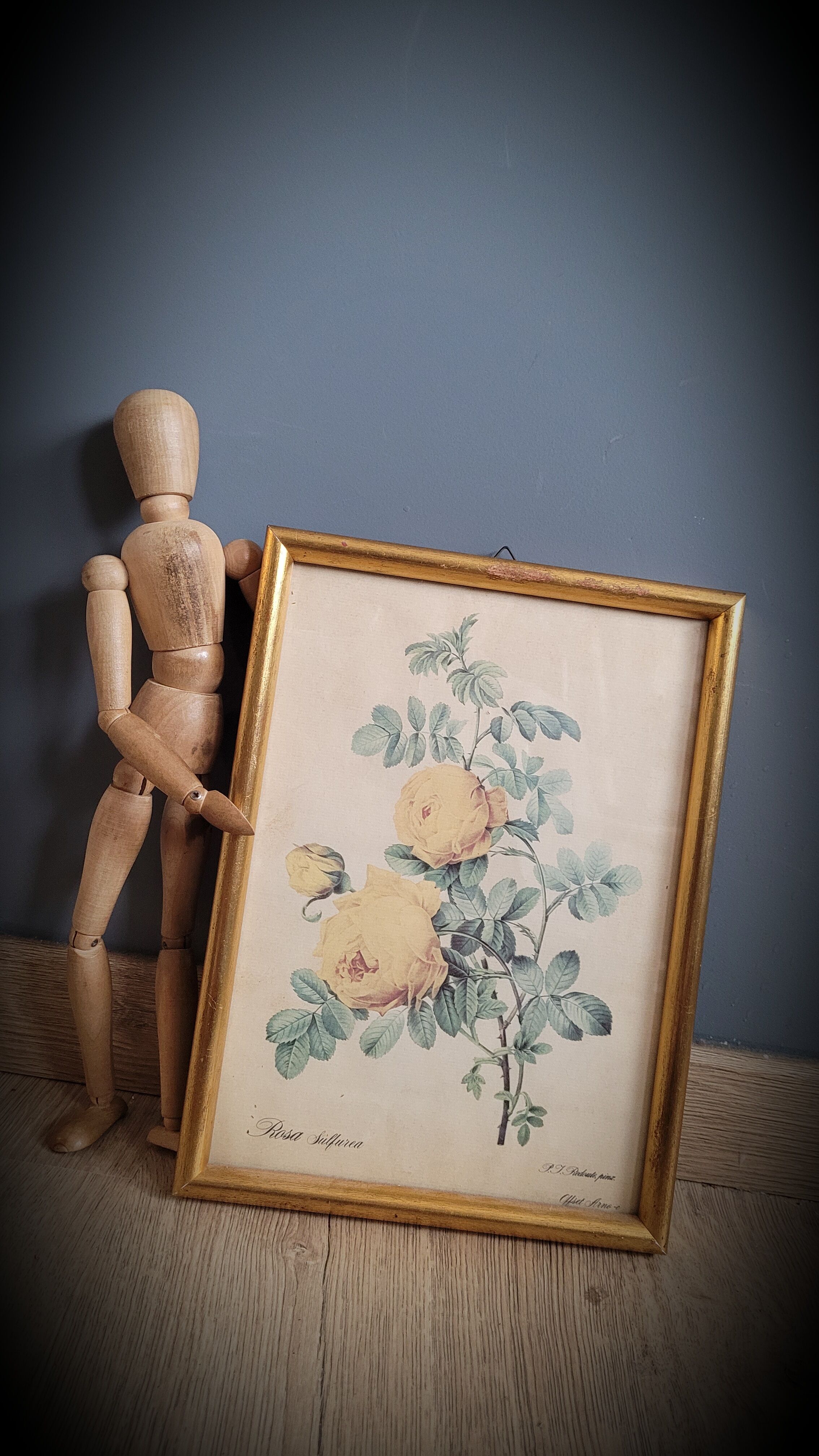 Rose lithograph frame Rosa Sulfura