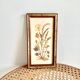 Botanical herbarium framed