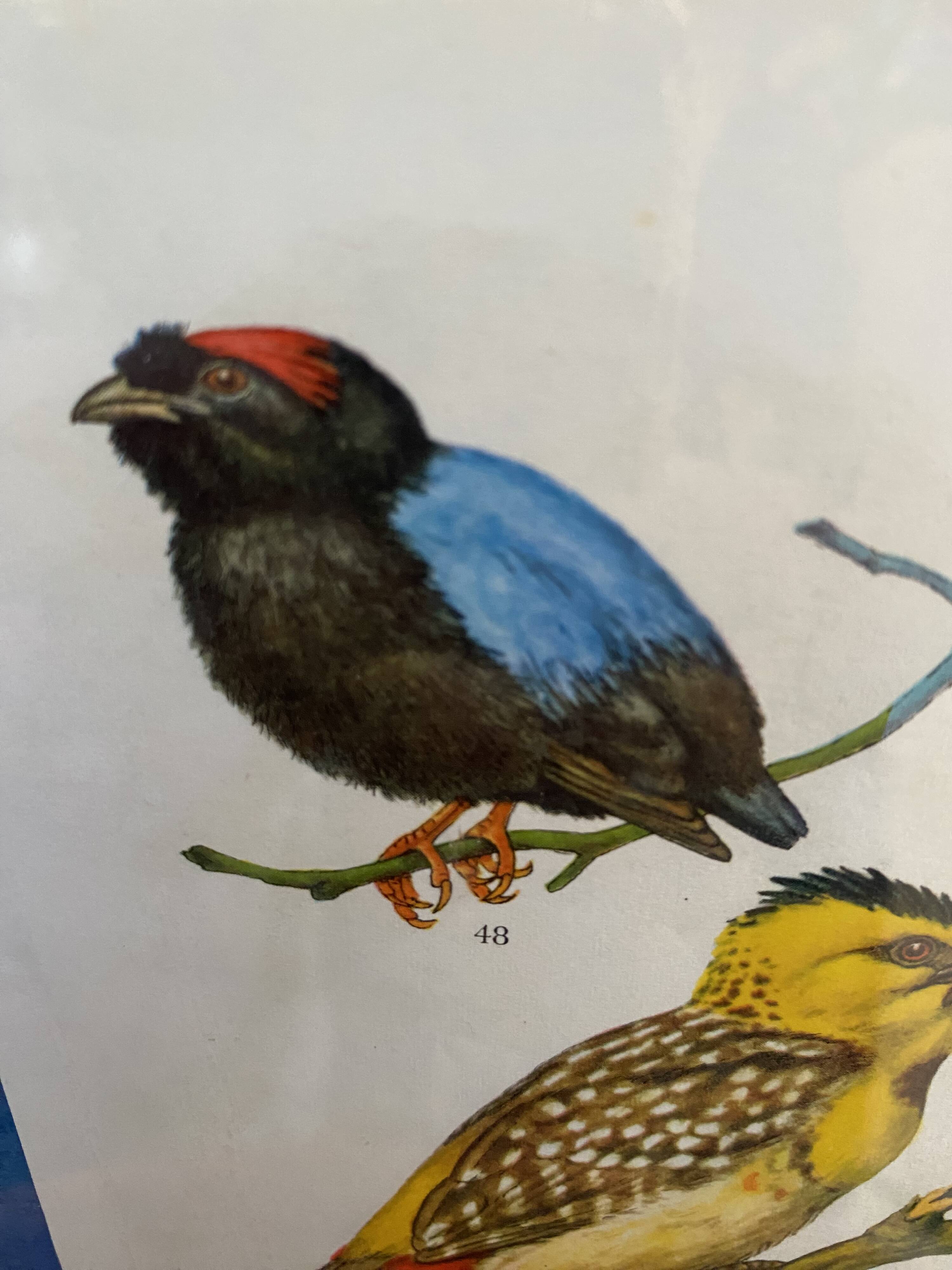 Ornithological frame “cage birds”.