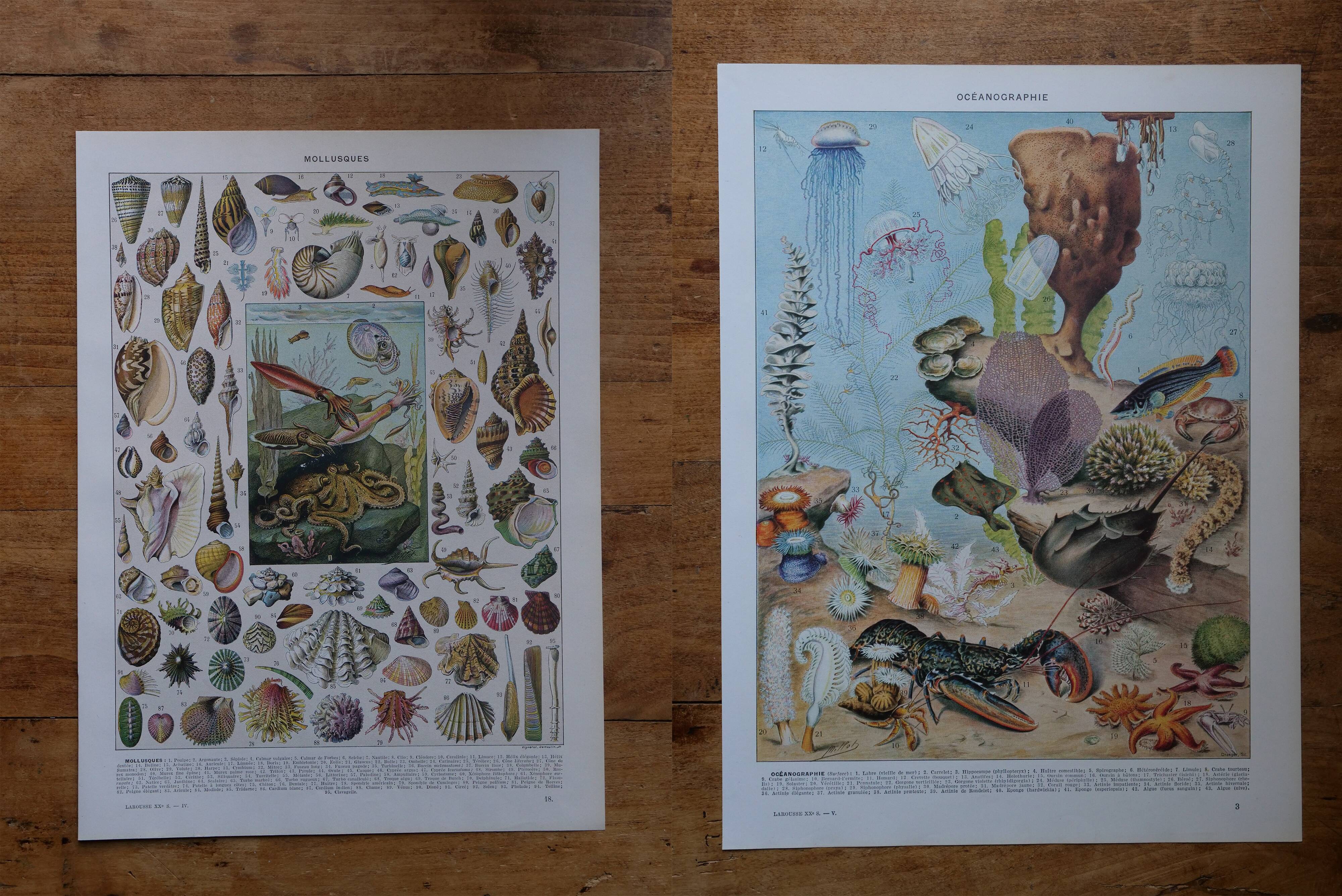 Lot of 2 lithographs on oceanography and molluscs