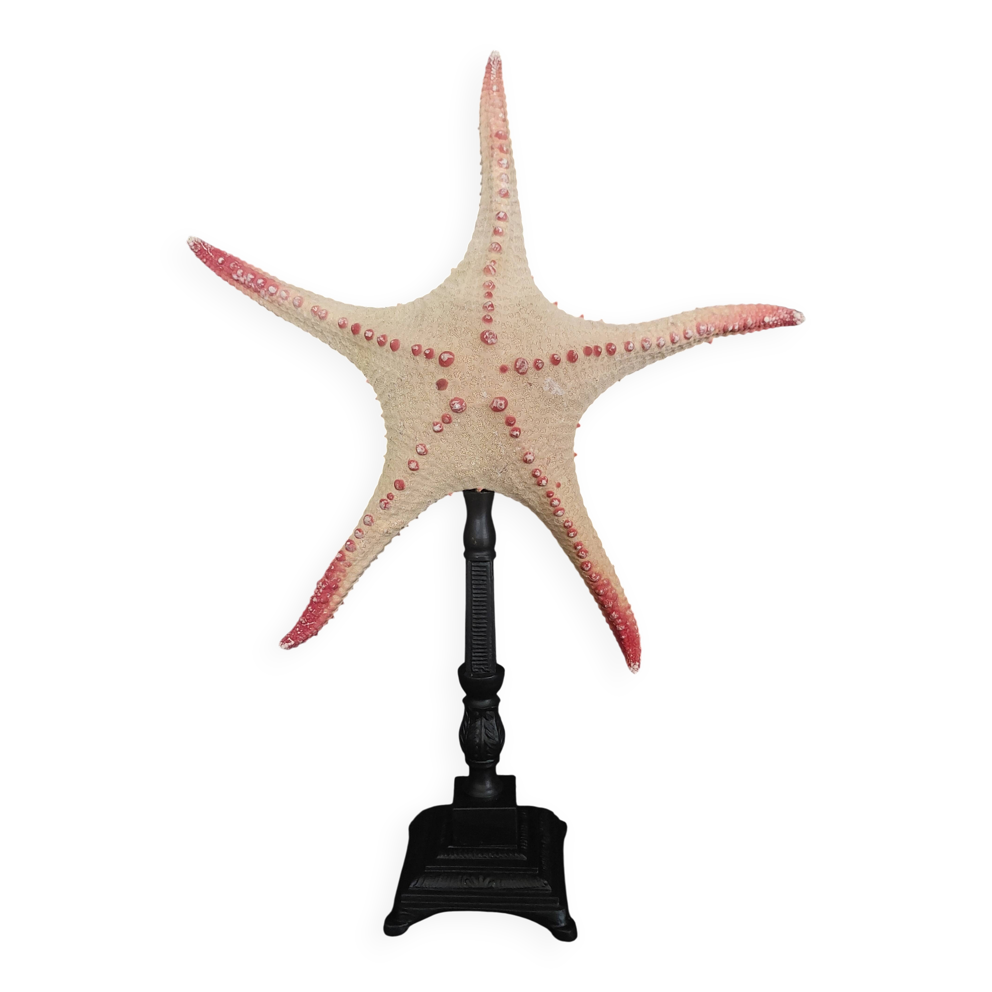 Cabinet of Curiosities starfish poraster superbus on base