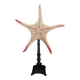 Cabinet of Curiosities starfish poraster superbus on base
