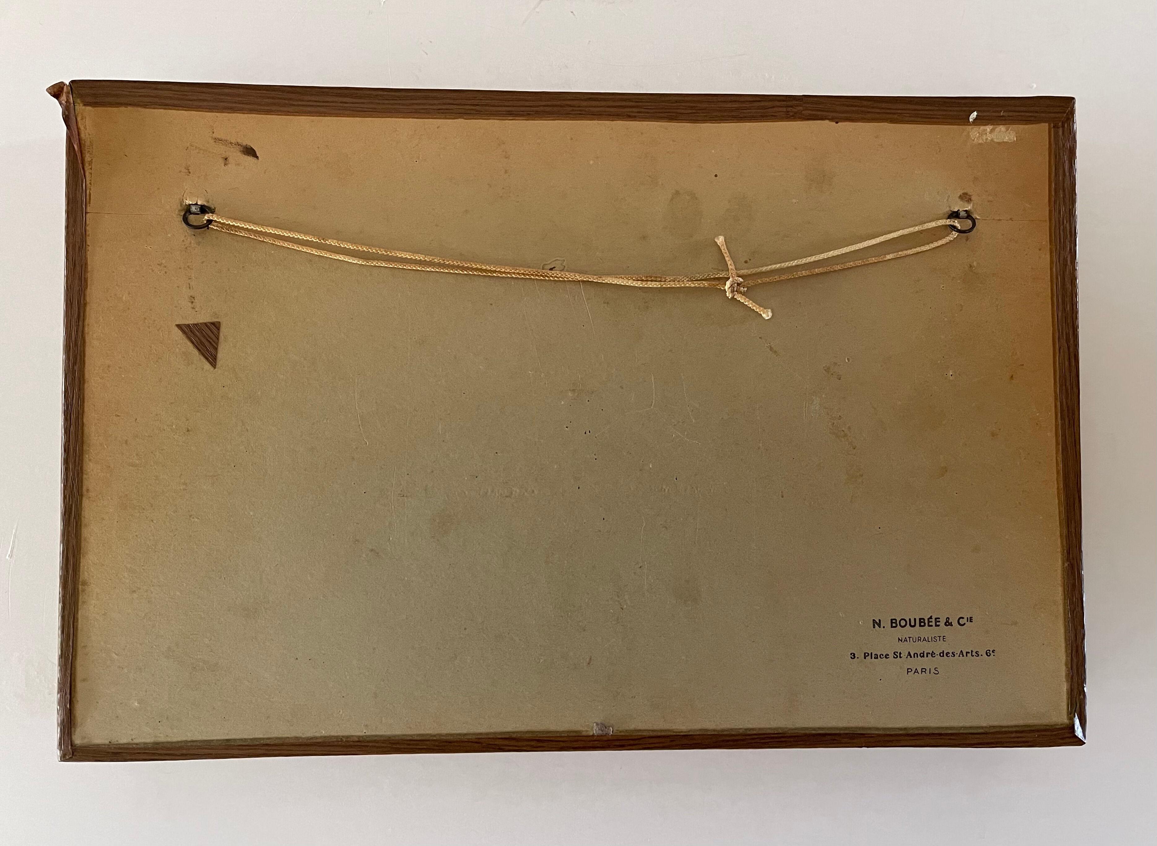 Boite ancienne d’entomologie aux papillons et insectes