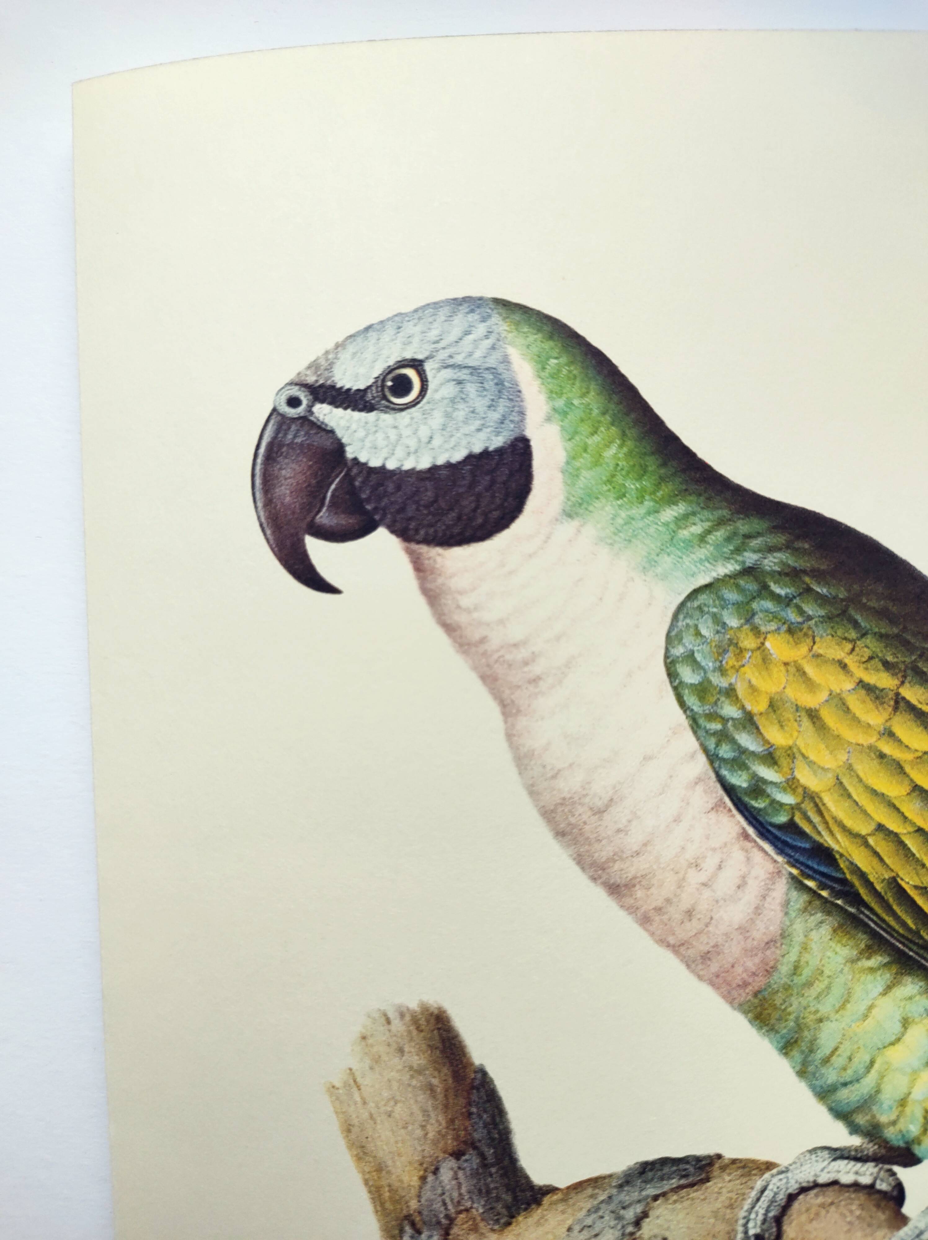 Old plate - Mustached parakeet - Natural zoological illustration