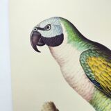 Old plate - Mustached parakeet - Natural zoological illustration
