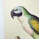 Old plate - Mustached parakeet - Natural zoological illustration