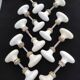 Set of 18 porcelain handles (B-0049-1)