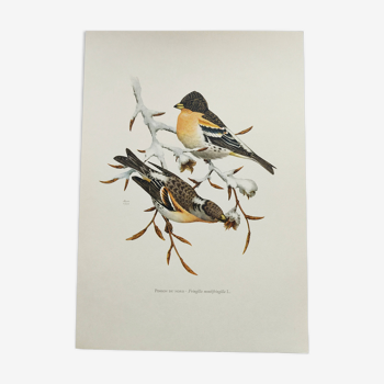 Illustration ancienne oiseaux Années 1960 - Pinson du Nord - planche ornithologique vintage