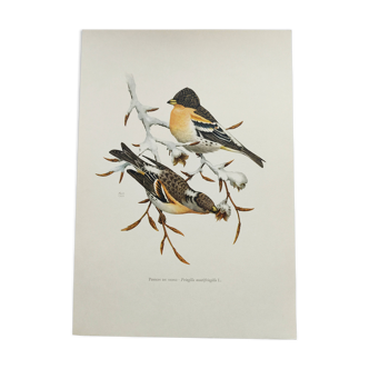 Old bird illustration 1960s - Northern Finch - vintage ornithological board