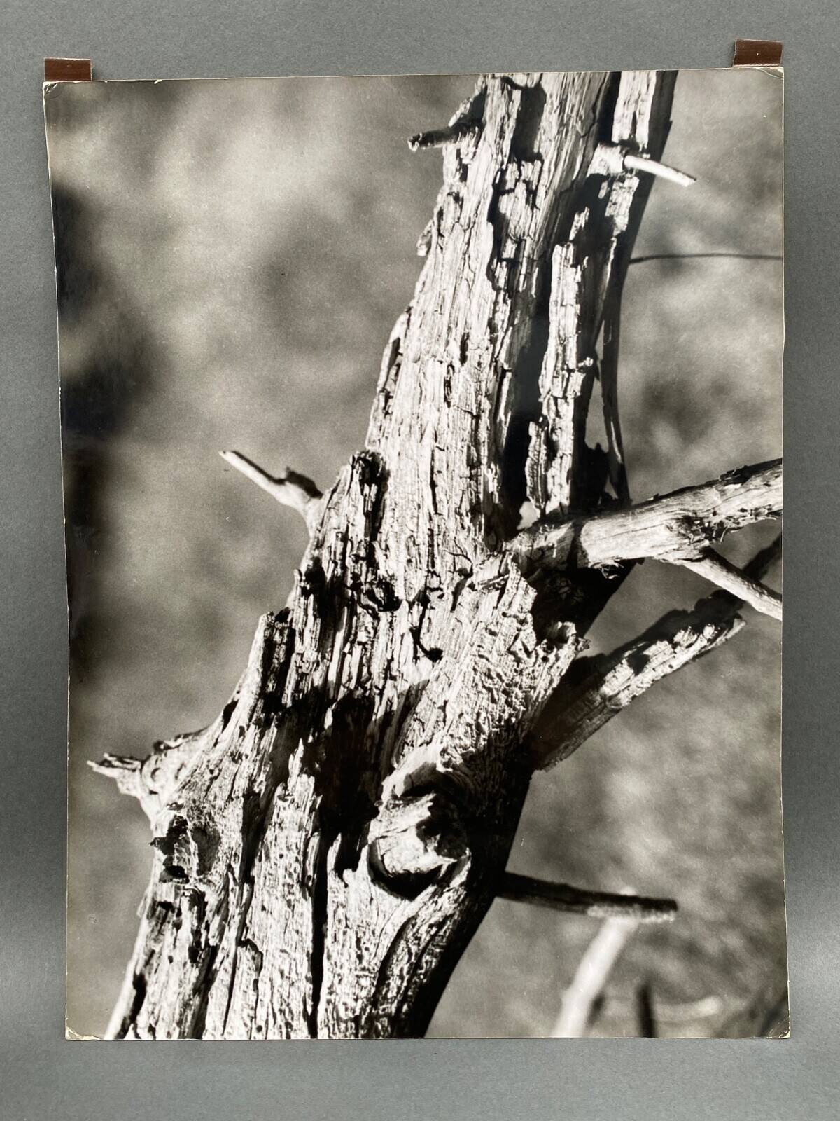 Silver gelatin photograph by Bernard Darot, 20th century study, Nantes Photo Club AFIAP