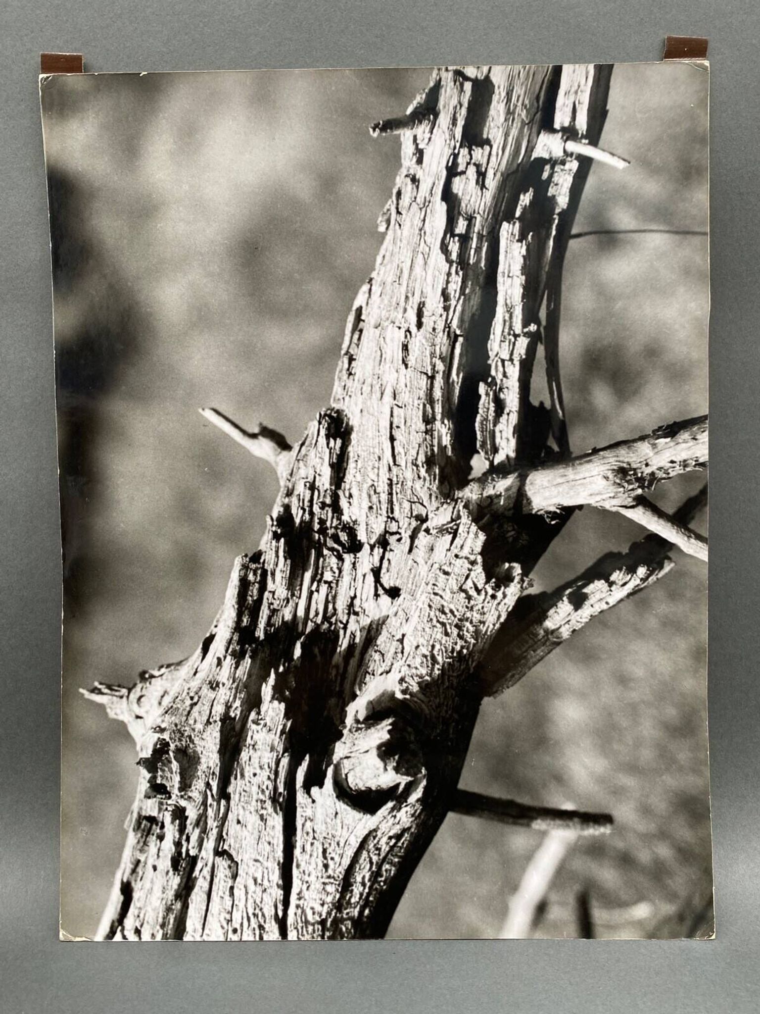 Silver gelatin photograph by Bernard Darot, 20th century study, Nantes Photo Club AFIAP