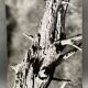Silver gelatin photograph by Bernard Darot, 20th century study, Nantes Photo Club AFIAP