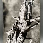 Silver gelatin photograph by Bernard Darot, 20th century study, Nantes Photo Club AFIAP