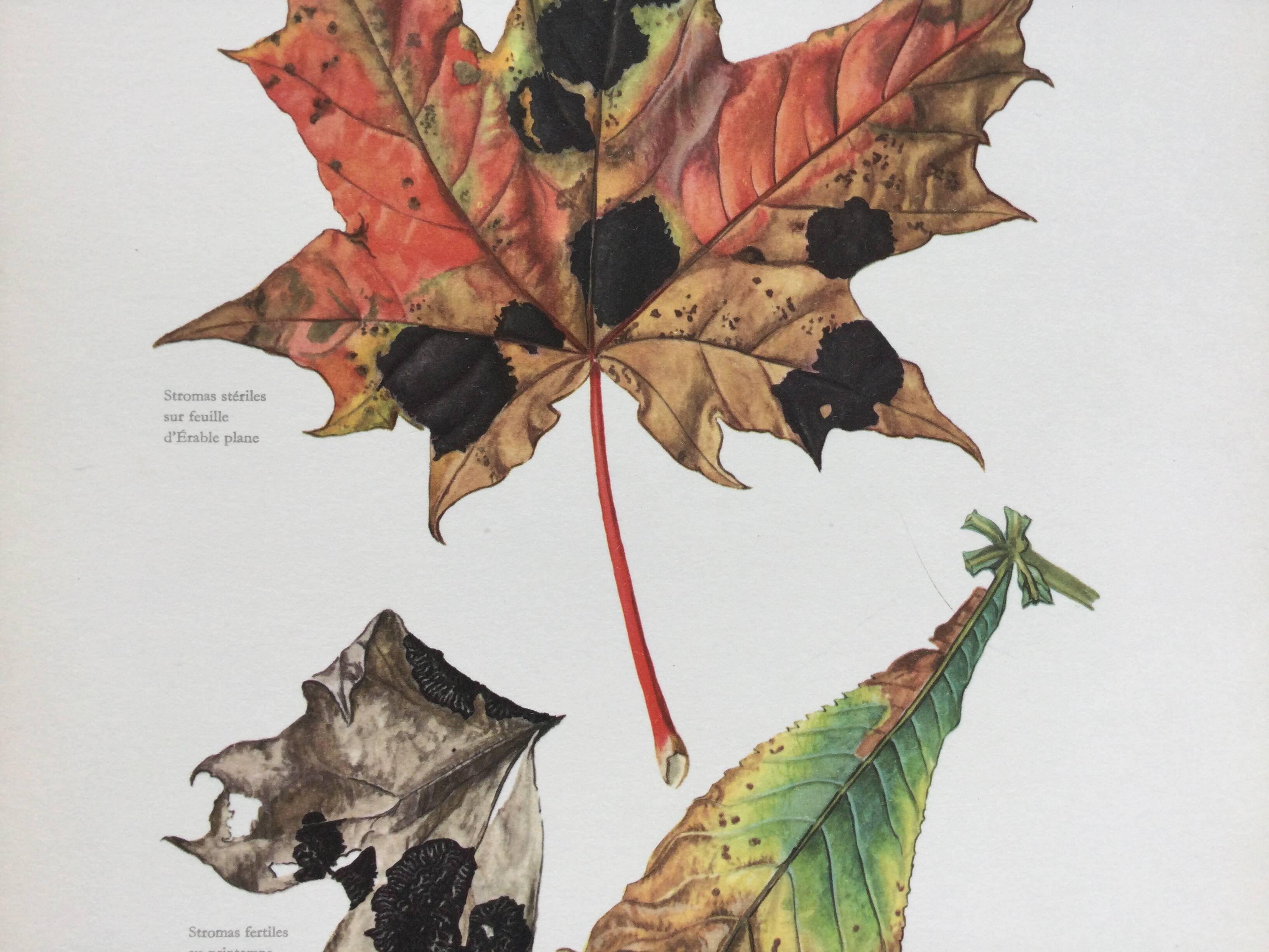 Botanical Illustration Mushrooms Rhythm Vintage Print 60s