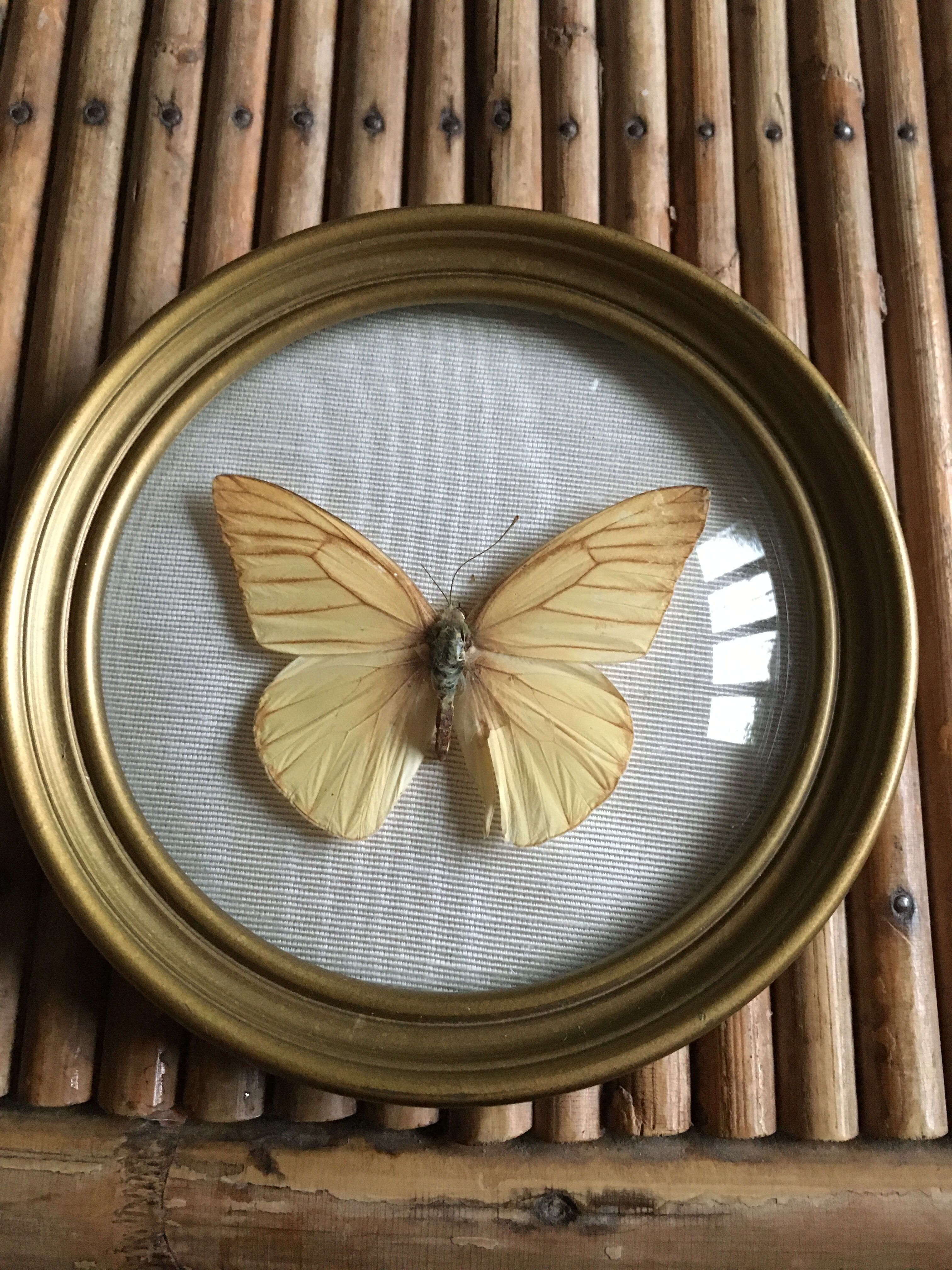 Butterfly frame