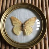 Butterfly frame