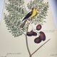 Antique bird engraving - Goldfinch - Vintage nature plate by Seligmann