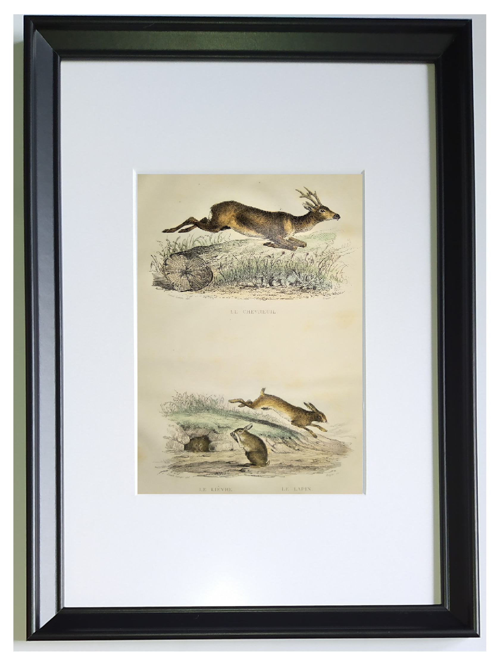 Original engraving from 1839, framed " Deer ,....,.... "