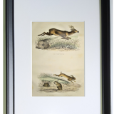 Original engraving from 1839, framed " Deer ,....,.... "