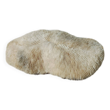 Vintage coral fungia