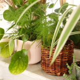 Raw wicker pot