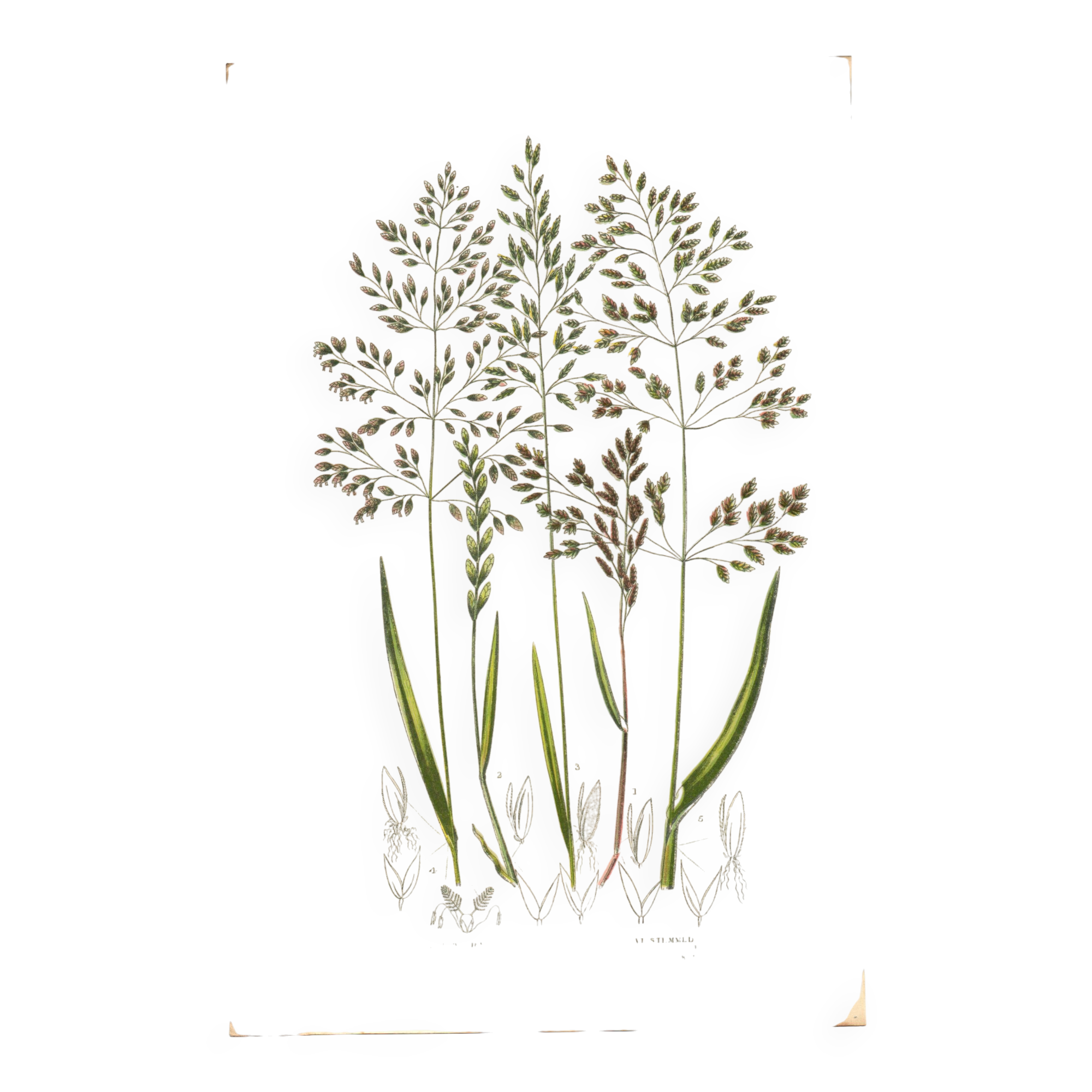 Old engraving from 1889 - Forest herbs by A. Pratt. Botanical plate.