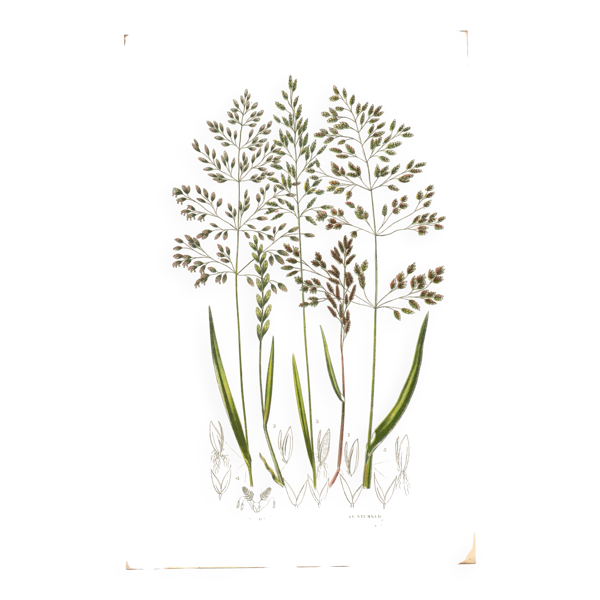 Gravure ancienne de 1889 - Herbes de forêts par A. Pratt. Planche botanique — Beyit