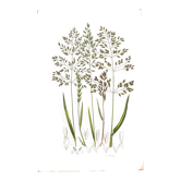 Old engraving from 1889 - Forest herbs by A. Pratt. Botanical plate.