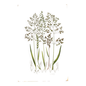 Old engraving from 1889 - Forest herbs by A. Pratt. Botanical plate.